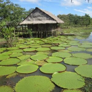 AMAZONAS